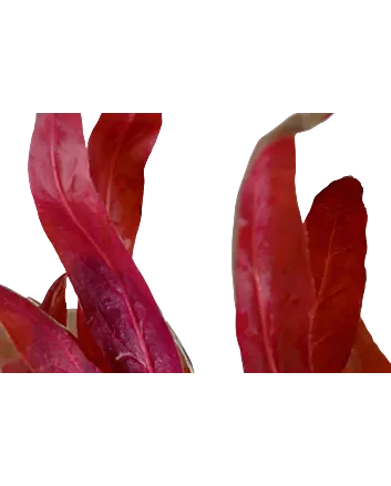 Alternanthera reineckii 'Pink' in 5cm potje