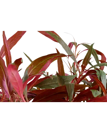 Alternanthera reineckii 'Pink' Moederplant in XL pot