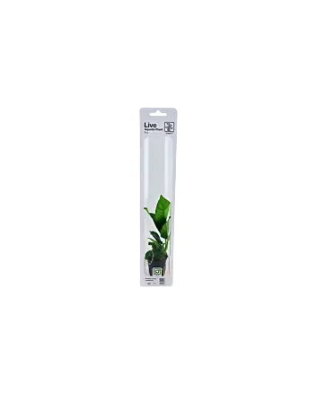 Anubias barteri caladiifolia 5cm potje in blisterverpakking