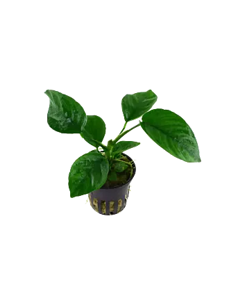 Anubias barteri var. caladiifolia in 5cm potje