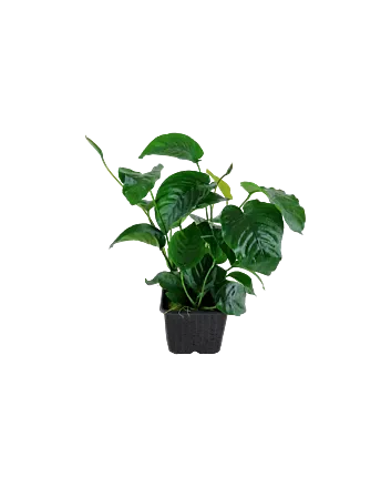 Anubias barteri var. caladiifolia Moederplant in XL pot