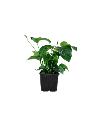 Anubias barteri var. caladiifolia Moederplant in XL pot