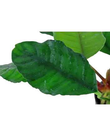 Anubias barteri var. 'Coffeifolia' in 5cm potje