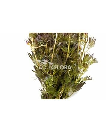 AquaFlora Cabomba furcata (piauhyensis)