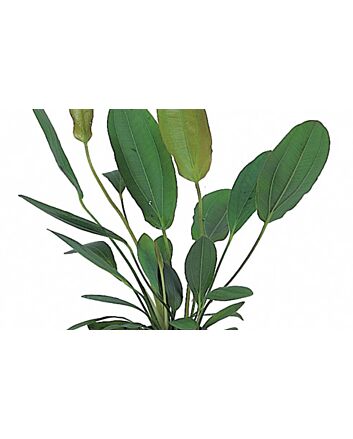 AquaFlora Echinodorus osiris