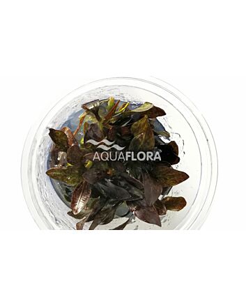 AquaFlora Echinodorus 'Reni' in Vitro Cup