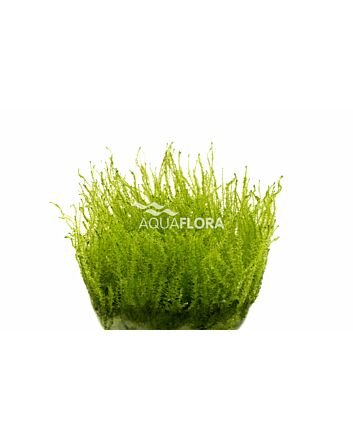 AquaFlora Leptodictyum riparium (stringy moss) In Vitro Cup