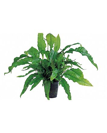 AquaFlora Microsorum pteropus 'Latifolia' XL Moederplant
