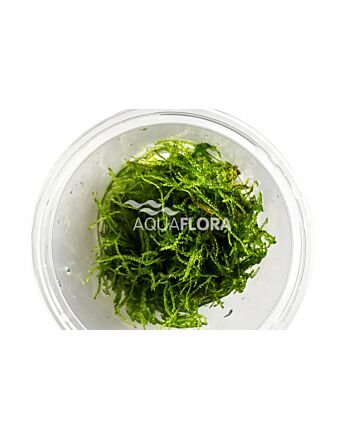 AquaFlora Taxiphyllum barbieri In Vitro Cup