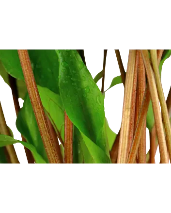 Cryptocoryne undulata 'Broad Leaf' in 5cm potje