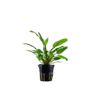 Cryptocoryne wendtii 'Green' in 5cm potje