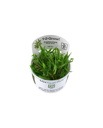 Cryptocoryne wendtii 'Green' In-vitro cup