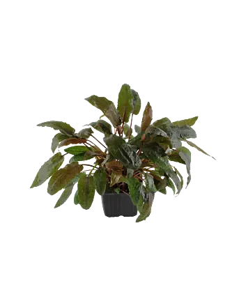 Cryptocoryne wendtii 'Tropica' Moederplant in XL pot