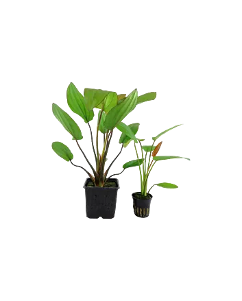Echinodorus 'Barthii' Moederplant in XL pot