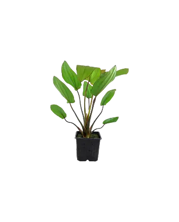 Echinodorus 'Barthii' Moederplant in XL pot