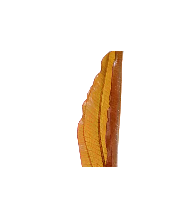 Echinodorus 'Red Diamond' in 5cm potje