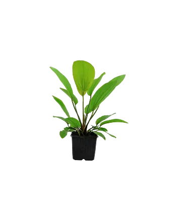 Echinodorus 'Rosé' Moederplant in XL pot