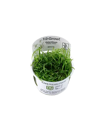 Helanthium tenellum 'Green' In-vitro cup