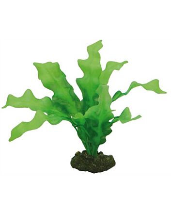 Hobby Plant Echinodrus 20 Cm