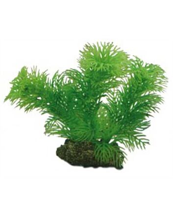 Hobby Plant Egeria 13 Cm