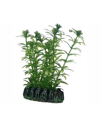 Hobby Plant Lagarosiphon 7 Cm