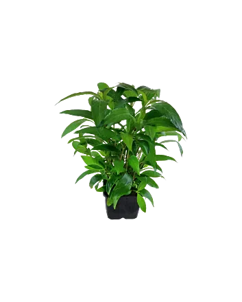 Hygrophila corymbosa 'Siamensis' Moederplant in XL pot