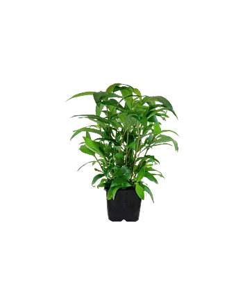 Hygrophila corymbosa 'Siamensis' Moederplant in XL pot