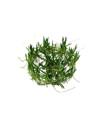 Littorella uniflora In-vitro cup