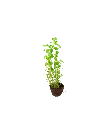 Rotala rotundifolia Mini in Blister