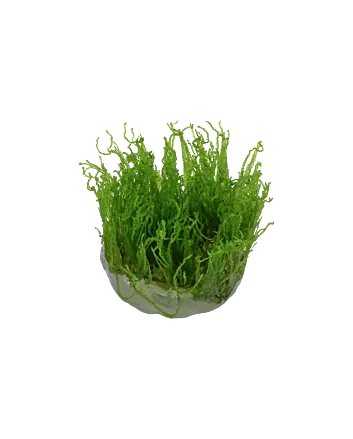 Taxiphyllum alternans 'Taiwan Moss' In-vitro cup
