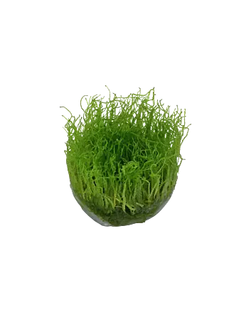Taxiphyllum barbieri 'Bogor Moss' In-vitro cup