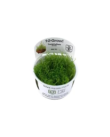 Taxiphyllum barbieri 'Bogor Moss' In-vitro cup