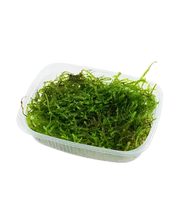 Taxiphyllum barbieri 'Bogor Moss' Portie