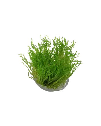 Taxiphyllum 'Flame' In-vitro cup