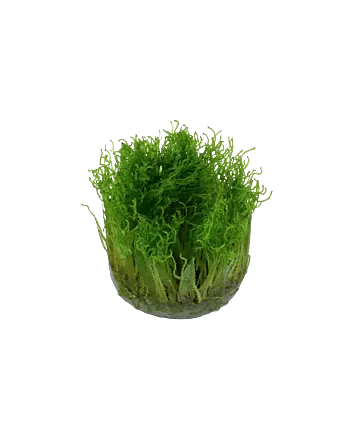 Taxiphyllum 'Spiky' In-vitro cup