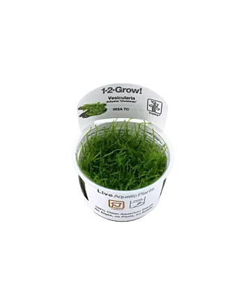 Vesicularia montagnei 'Christmas Moss' In-vitro cup