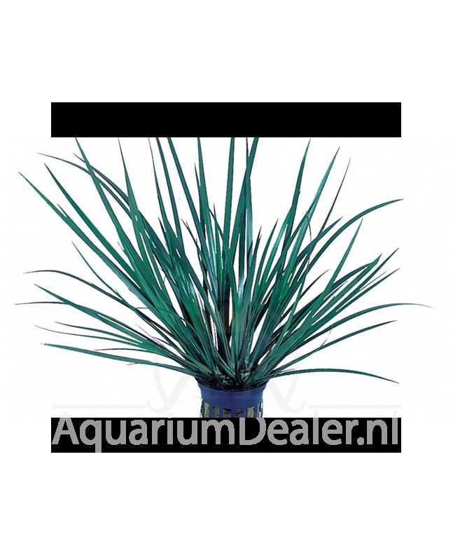 AquaFlora Acorus gramineus 'Pussilus'