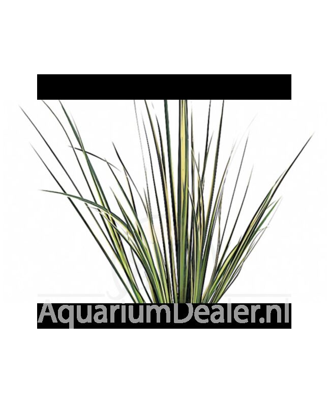 AquaFlora Acorus gramineus 'Variegatus'