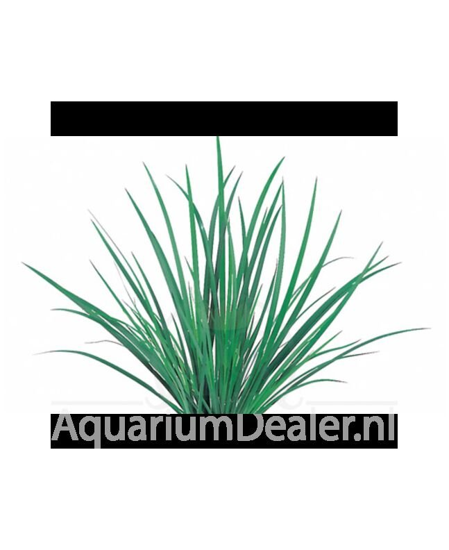AquaFlora Acorus gramineus