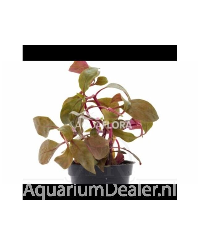 AquaFlora Alternanthera reineckii 'Cardinalis'