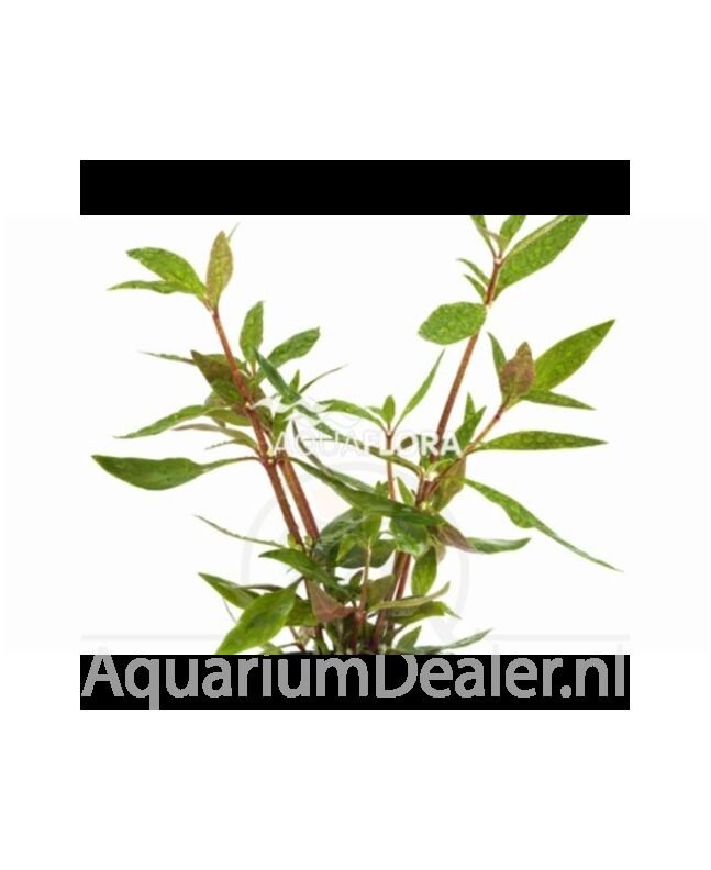AquaFlora Alternanthera reineckii 'Mini'