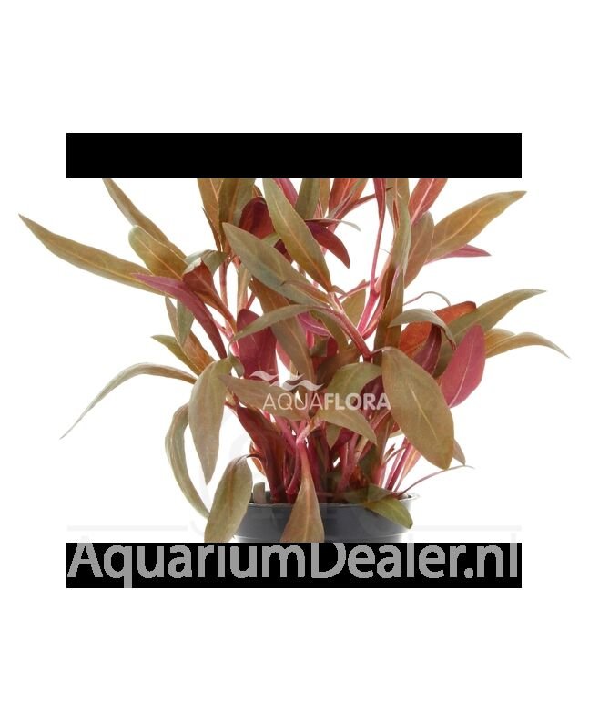 AquaFlora Alternanthera reineckii 'Pink'