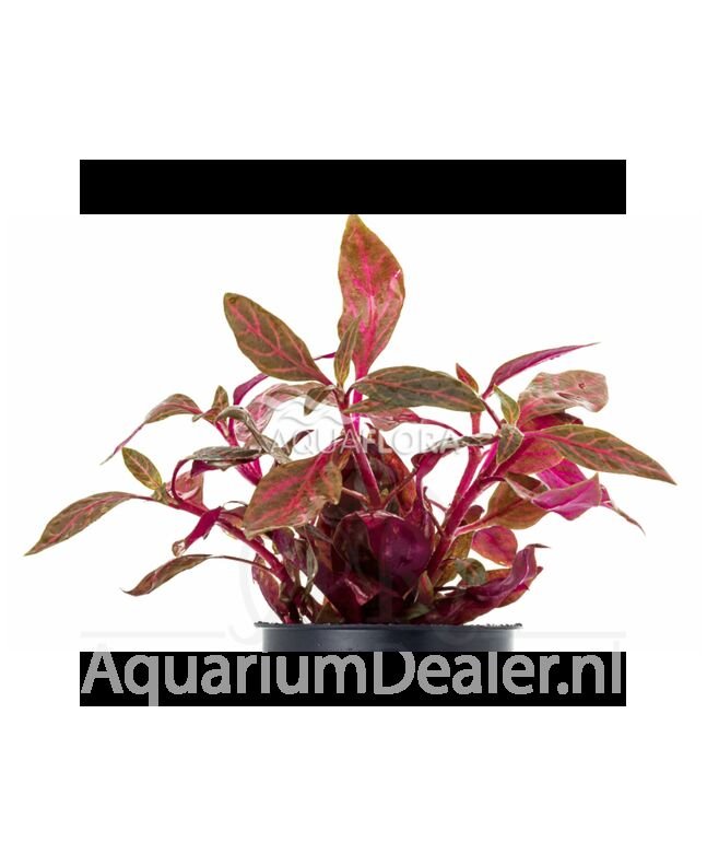 AquaFlora Alternanthera reineckii 'Rosanervig'