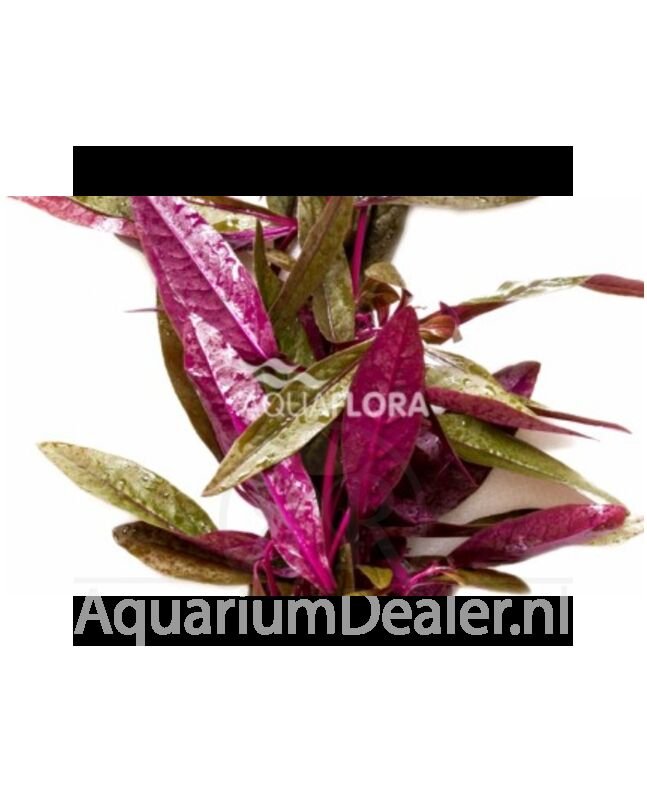 AquaFlora Alternanthera sessilis
