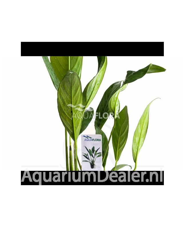 AquaFlora Anubias afzelii