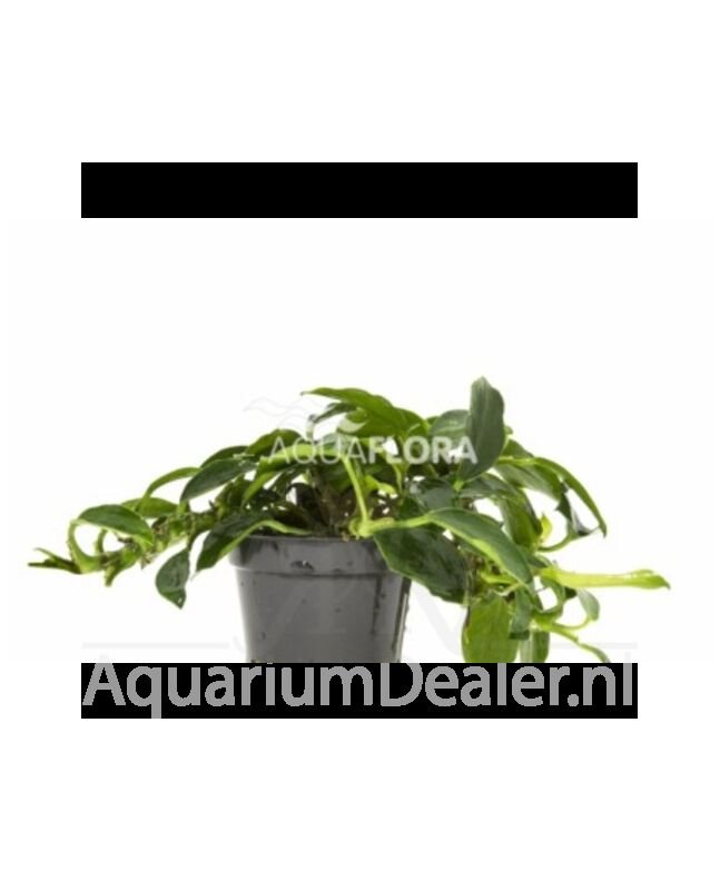 AquaFlora Anubias barteri var. nana 'Paxing'