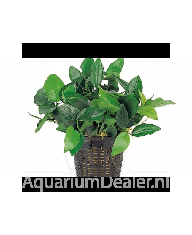 AquaFlora Anubias barteri var. nana XL Moederplant