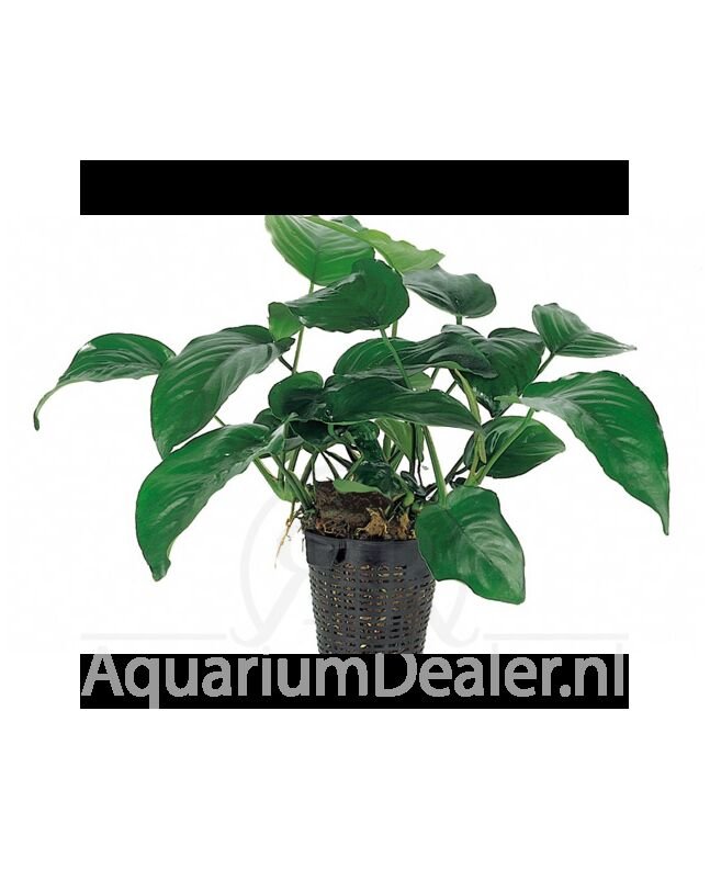 AquaFlora Anubias barteri XL Moederplant