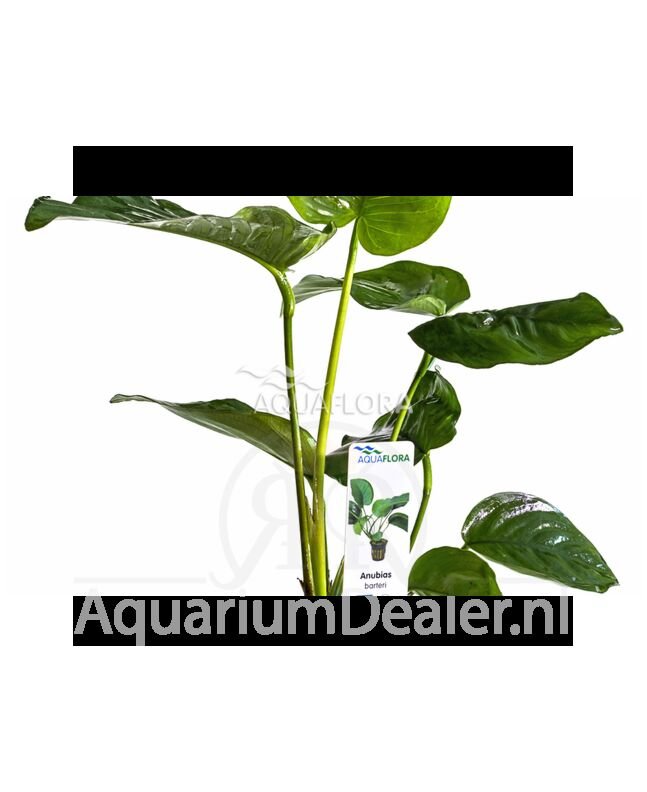 AquaFlora Anubias barteri
