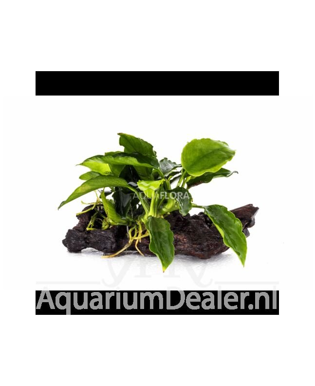 AquaFlora Anubias op kienhout nano (5-7cm)